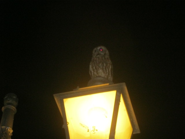 Rapace notturno... ma quale?